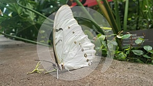 Beautiful large white butterfly in forest