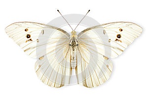 Beautiful Large White butterfly isolated on a white background with clipping path