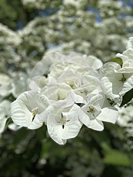 Beautiful large white flowers background