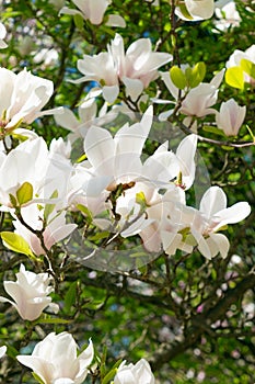 Beautiful large white flowers of Magnolia denudata