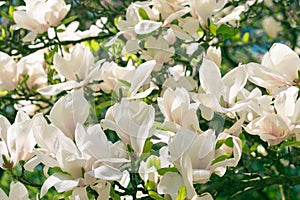 Beautiful large white flowers of Magnolia denudata