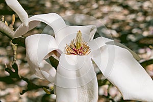 Beautiful large white flowers of Magnolia denudata, close-up