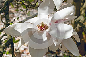 Beautiful large white flowers of Magnolia denudata, close-up