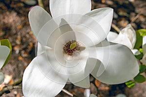 Beautiful large white flowers of Magnolia denudata, close-up