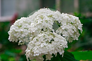 Beautiful large white hydrangea paniculata blossoms closeup. Soft focus