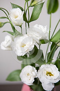 Beautiful large white Lisianthus flower - White rose on a white background