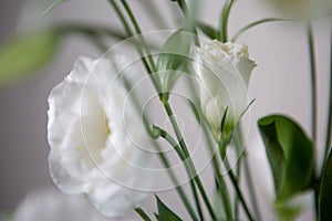 Beautiful large white Lisianthus flower - White rose on a white background