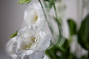 Beautiful large white Lisianthus flower - White rose on a white background