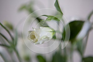 Beautiful large white Lisianthus flower - White rose on a white background