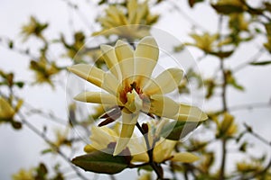 Beautiful large white magnolia flowers in a city park delight all people