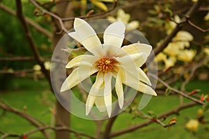 Beautiful large white magnolia flowers in a city park delight all people