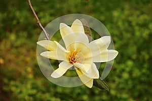 Beautiful large white magnolia flowers in a city park delight all people