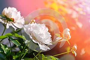 Beautiful large white peony flowers on a bush in the garden close-up macro with soft focus and beautiful bokeh