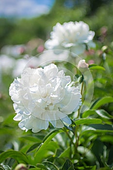 Beautiful large white peony