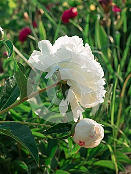 Beautiful large white peony