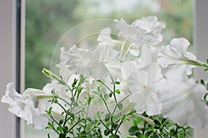 Beautiful Large white petunia flowers in a flowerbed in summer. Close-up, selective focus