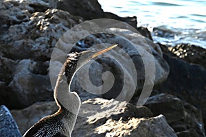 Wild Birds at the Jetties in Venice Florida photo