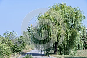 Beautiful large willow grows near the footpath. Lonely tree against the blue sky.