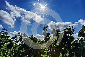 Beautiful lasacien autumnal landscape with green hills and viney