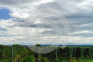 Beautiful lasacien autumnal landscape with green hills and viney