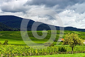 Beautiful lasacien autumnal landscape with green hills and viney