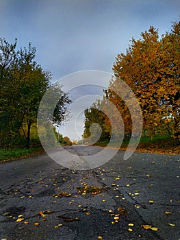 Beautiful late autumn with yellow and green leaves and road