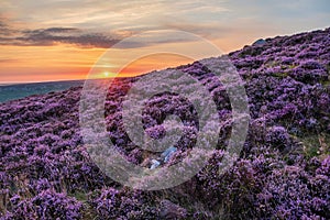 Beautiful late Summer sunrise in Peak District over fields of heather in full bloom around Higger Tor and Burbage Edge