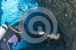 Beautiful latina mexican girl diving with sea lions