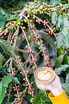 beautiful Latte art coffee with coffee tree