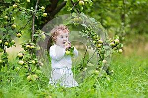 Beautiful laughing baby girl picking apples in garden