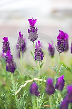 Beautiful lavander flowers in the garden