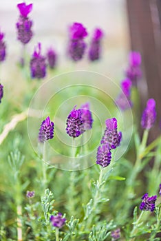 Beautiful lavander flowers in the garden