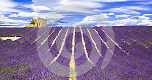 Beautiful lavander in Provance, France