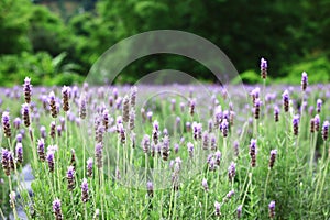 beautiful Lavender blossoms field