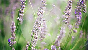 Beautiful Lavender Branches Slowly Swaying In Light Summer Breeze Sunny Day