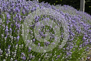 A beautiful lavender bush in full bloom