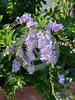 Beautiful lavender color flowers in a sunny day as a background. Duranta repens.