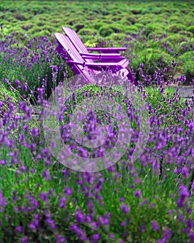 Beautiful lavender field with adirondack chairs,
