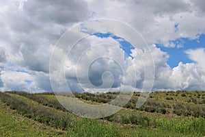 Beautiful lavender field with clouds