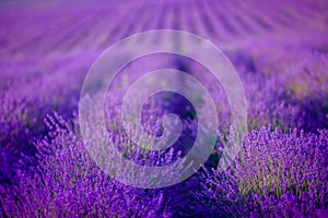 Beautiful Lavender field in France