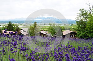 Beautiful lavender field at Furano