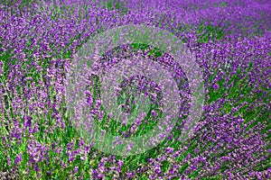 Beautiful lavender field Long Island New York