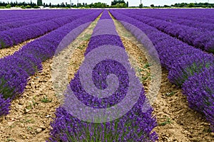 Beautiful lavender field with long rows of bright blossoms