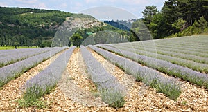 Beautiful Lavender field near the village of Sault Provence France