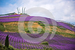 Beautiful Lavender Field Park