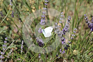 Beautiful lavender field photographing smell butterfly flowers color photo