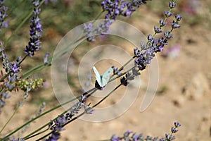 Beautiful lavender field photographing smell butterfly flowers color photo