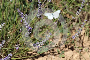 Beautiful lavender field photographing smell butterfly flowers color photo