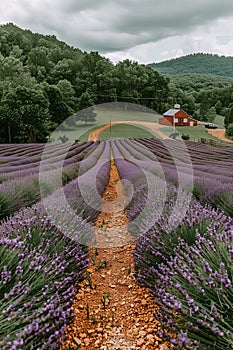 Beautiful lavender field with spacious copy space for vertical design and nature inspired concepts photo