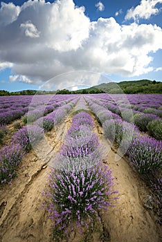 Beautiful lavender field in Bulgaria